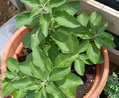 Vista aérea de la planta de ashwagandha en una maceta
