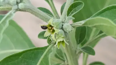 Ashwagandha (Withania somnifera) Común