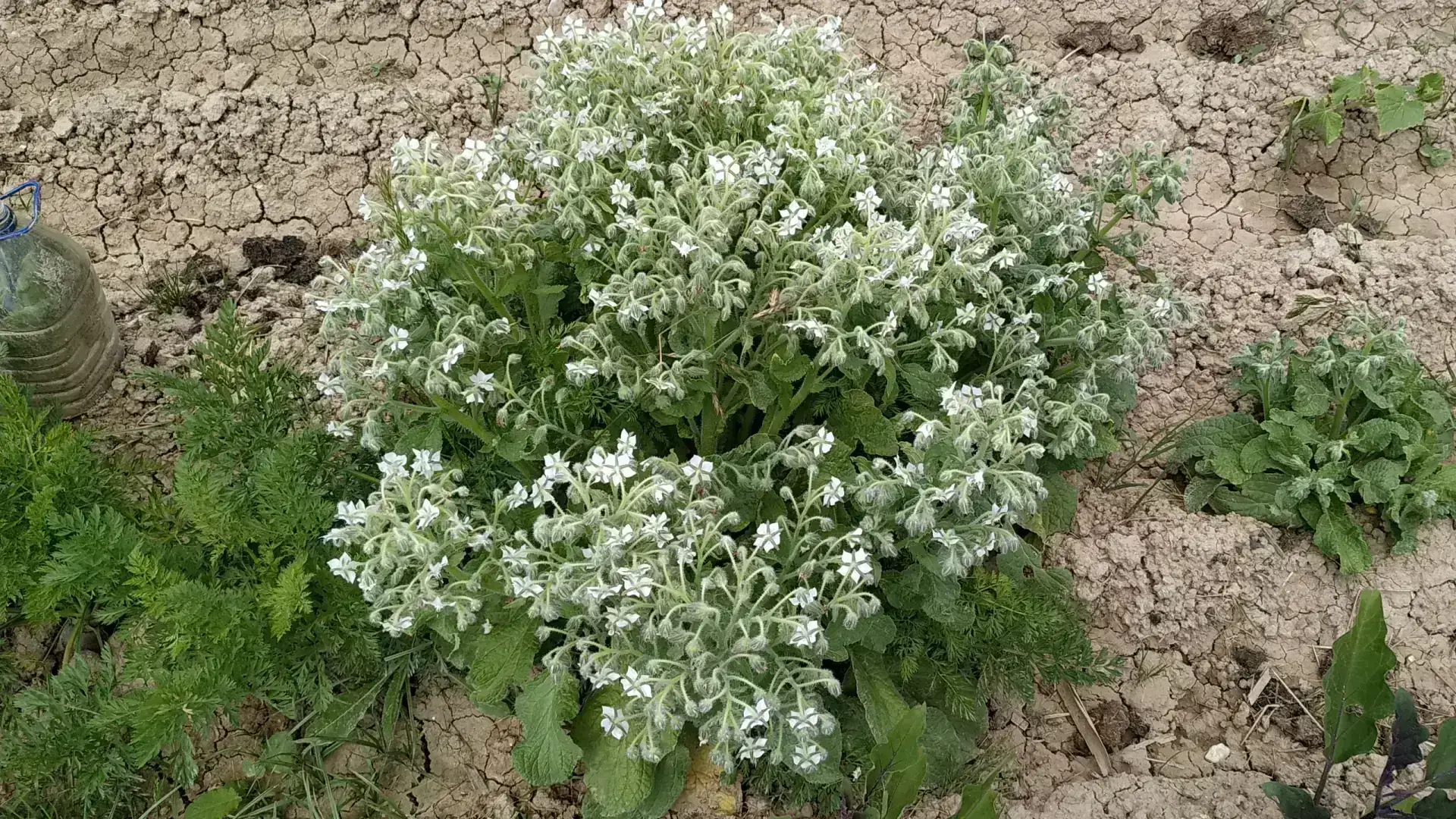 Borraja Flor Blanca - Guía Completa Flor Blanca