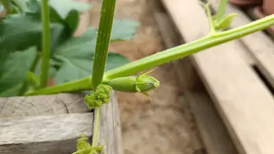 Detalle del fruto tierno en crecmiento del calabacín blanco de correr