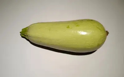 Fruto entero maduro de calabacín blanco de correr, en su estado de maduración ideal