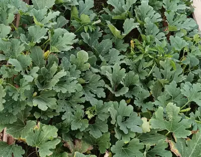 Vista aérea de la planta rastrera de calabacín blanco extendiéndose por el bancal