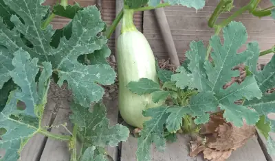 Detalle del fruto maduro de calabacín blanco de correr colgando en el borde del bancal mostrando su piel lisa de color verde muy claro casi blanco