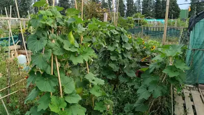 Plantas de calabaza bottle gourd entutoradas en cultivo vertical