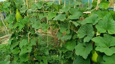 Plantas de calabaza bottle gourd entutoradas en cultivo vertical con algunas calabazas maduras en la mata