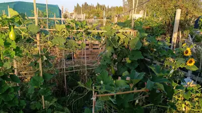 Detalle de la planta trepadora de calabaza bottle gourd y sus hojas, y sus flores blancas