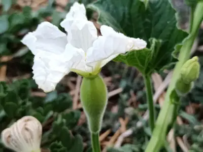 Detalle de fruto con flor masculina de la calabaza bottle gourd