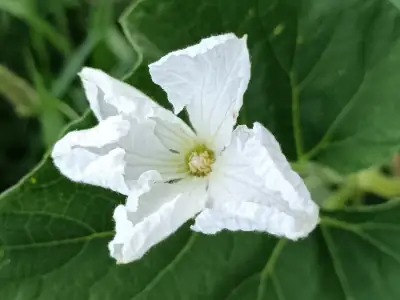 Detalle de la flor femenina de la calabaza bottle gourd