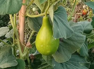 Calabaza Bottle Gourd Bottle Gourd