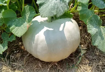 Vista lateral de la Calabaza Gigante de Letux donde se aprecia el porte de la planta y el tamaño del fruto