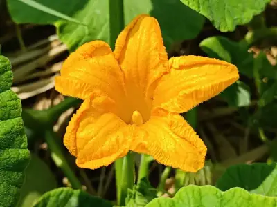 Detalle de la flor amarilla de la Calabaza Gigante de Letux