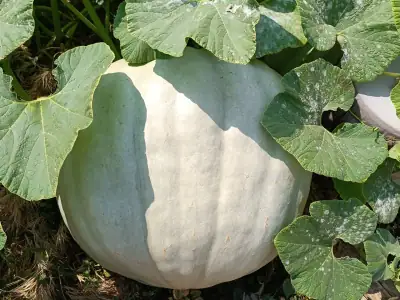 Calabaza Gigante de Letux Gigante de Letux (Full Moon)