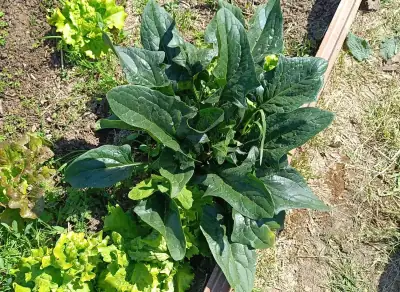 Espinaca Matador Matador