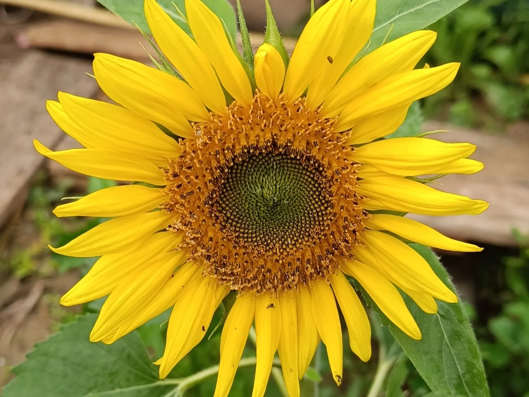 Girasol Autumn Beauty - Guía Completa Autumn Beauty