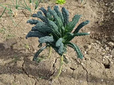 Kale Nero di Toscana Nero di Toscana