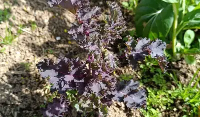 Detalle de las hojas rizadas de kale Red Curly con coloración púrpura