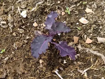 Plantero de kale Red Curly recién transplantado