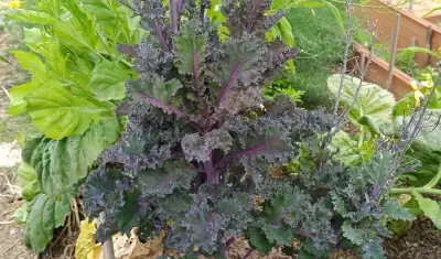 Kale Red Curly Scarlett Red Curly Scarlett