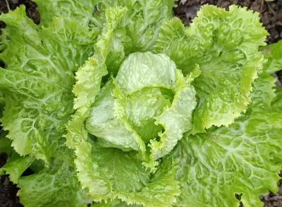 Lechuga Batavia Verde variedad Vanguard (Lactuca sativa), con su roseta semiabierta de hojas crujientes, onduladas y de un verde brillante