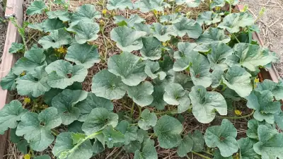 Vista aérea de la planta de melón Cantaline