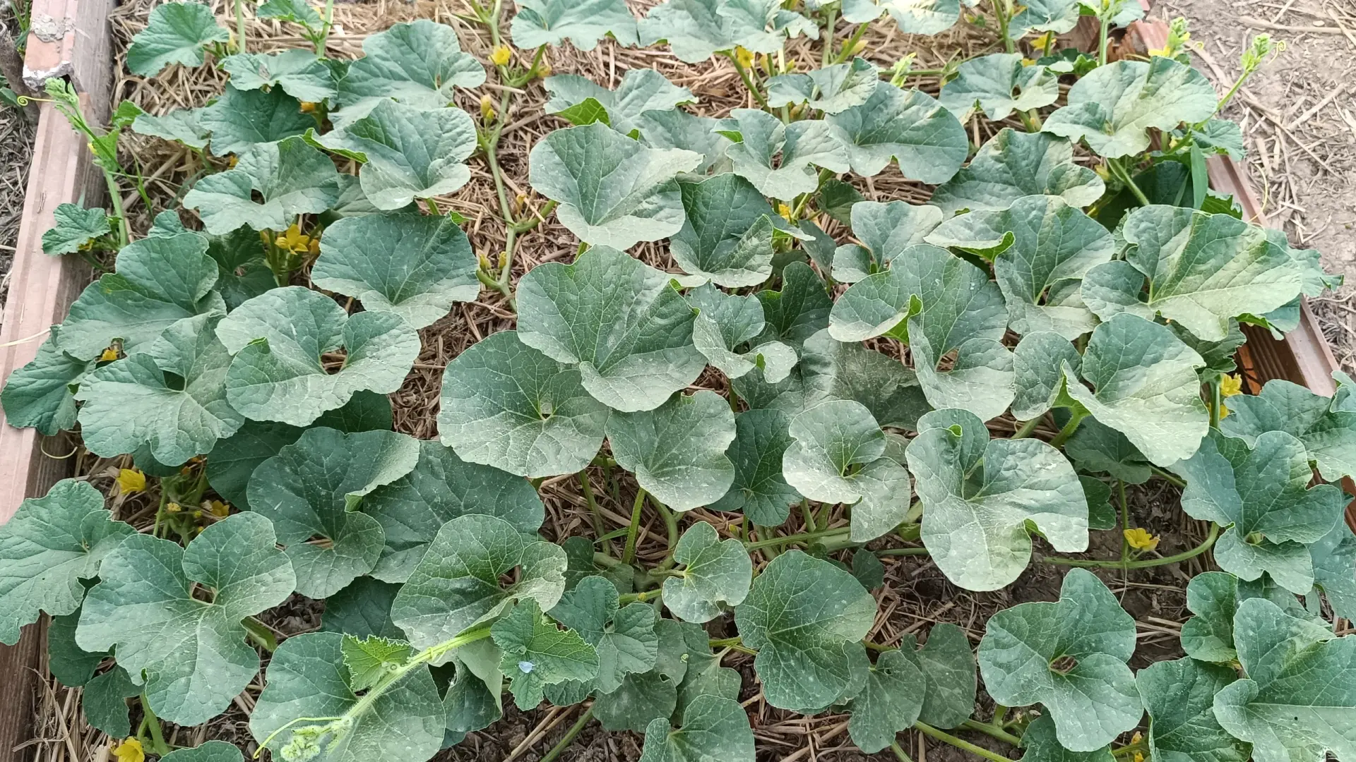 Melón Cantaline – 2/4