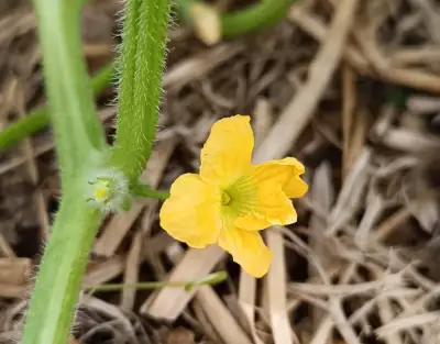 Detalle de las flores masculina (izquierda) y femenina (derecha) del melón Cantaline