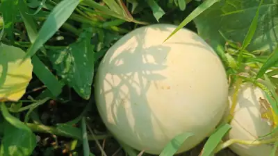 Melón Cantaline Cantaline