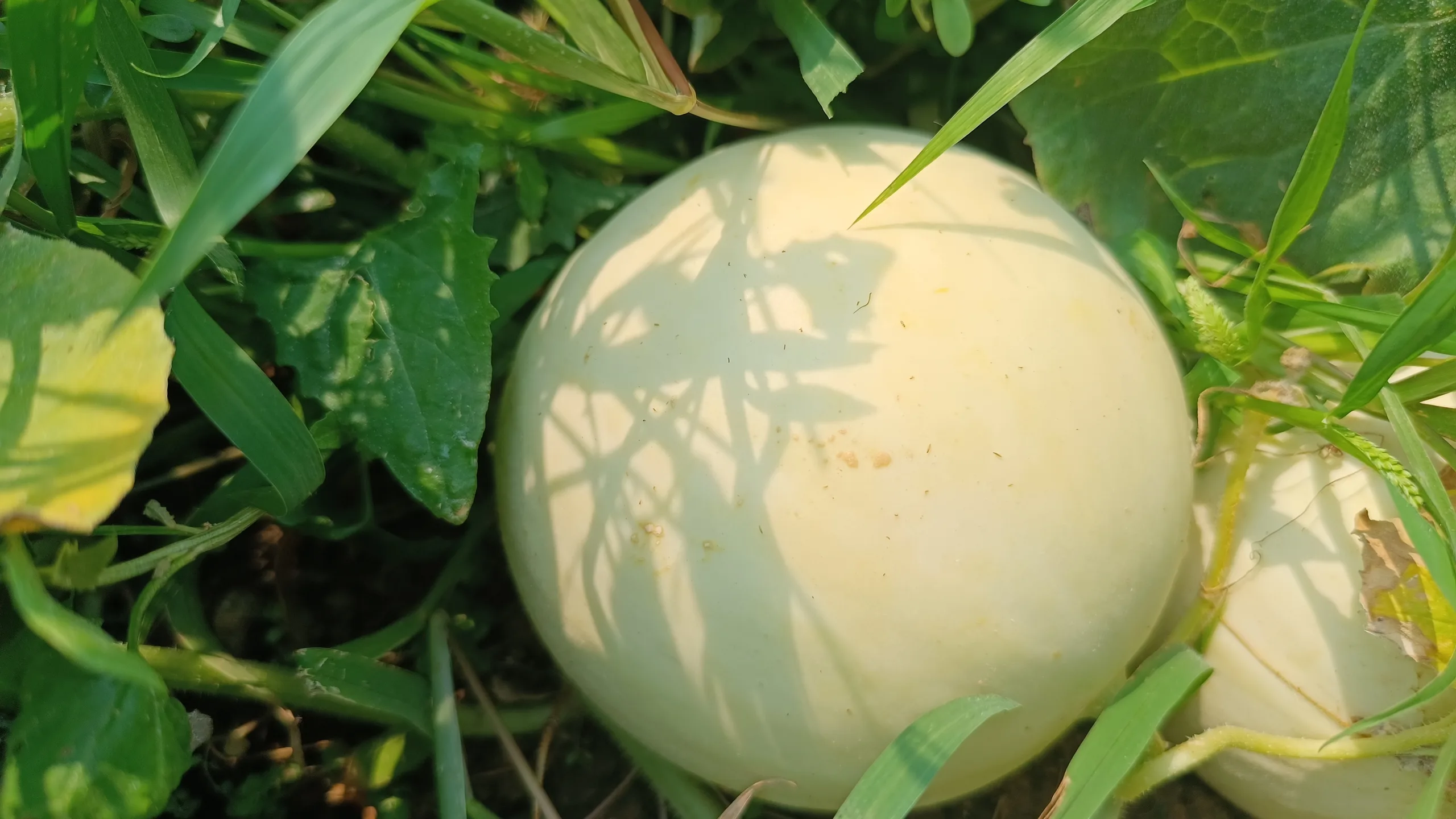 Melón Cantaline Cantaline