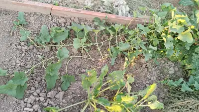 Vista aérea de la planta de melón Ho Chi Minh con sus características hojas alargadas en forma de flor de lis