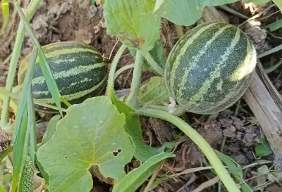 Detalle de los frutos maduros de melón Ho Chi Minh con piel atigrada