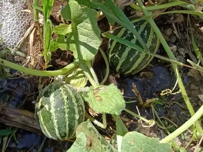 Detalle de los frutos maduros de melón Ho Chi Minh con piel atigrada