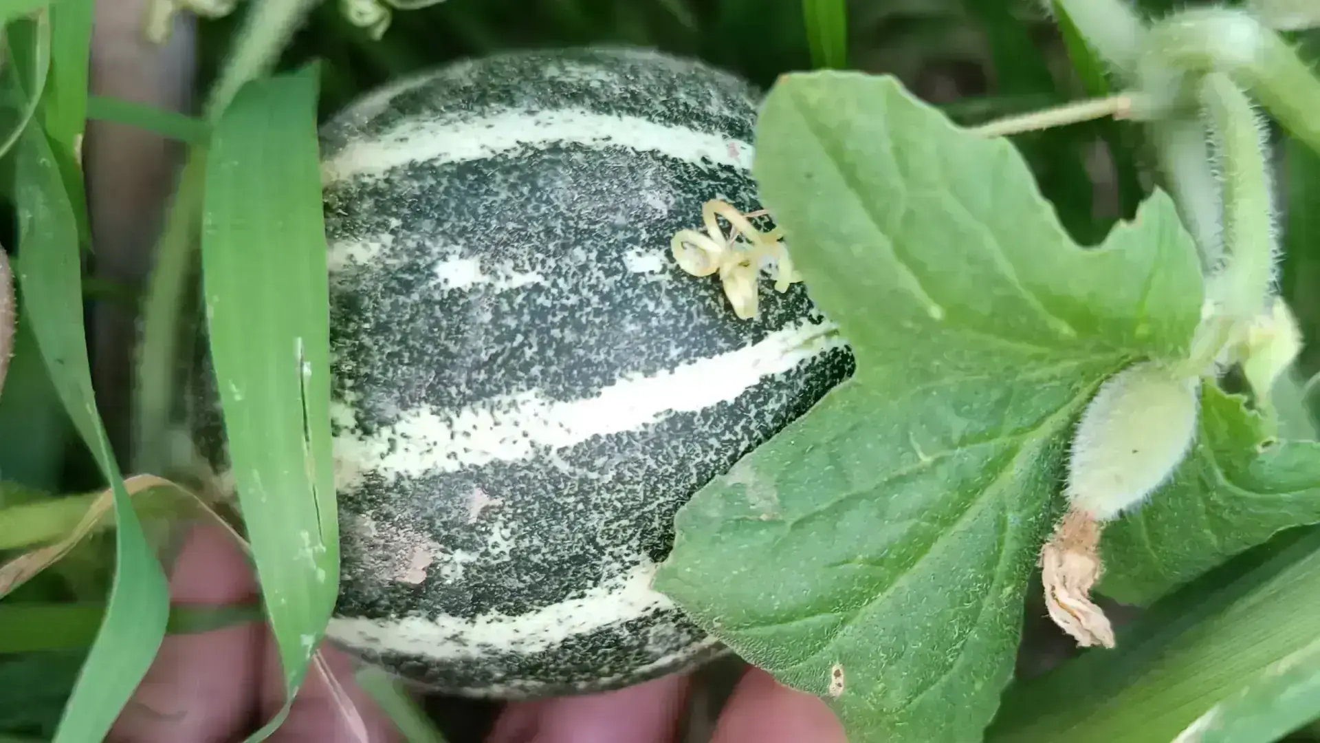 Melón Ho Chi Minh, planta madre del Salduie