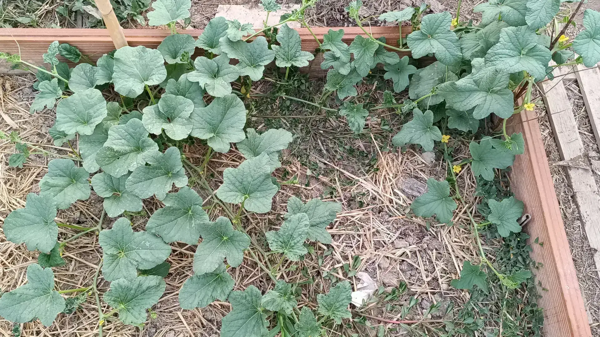 Planta y hojas del melón Salduie