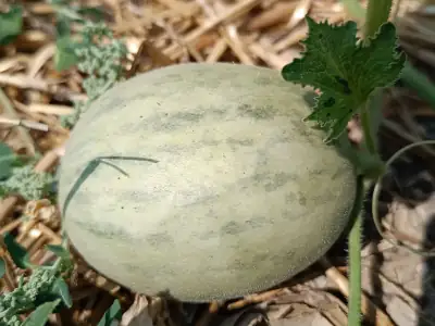 Melón Salduie Salduie