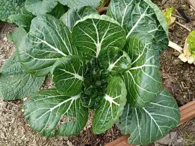 Pak Choi de Penca Blanca Penca Blanca