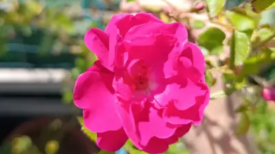Rosa canina, rosal silvestre
