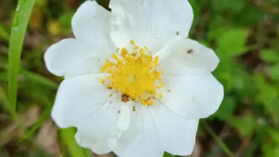 Rosa canina, rosal silvestre