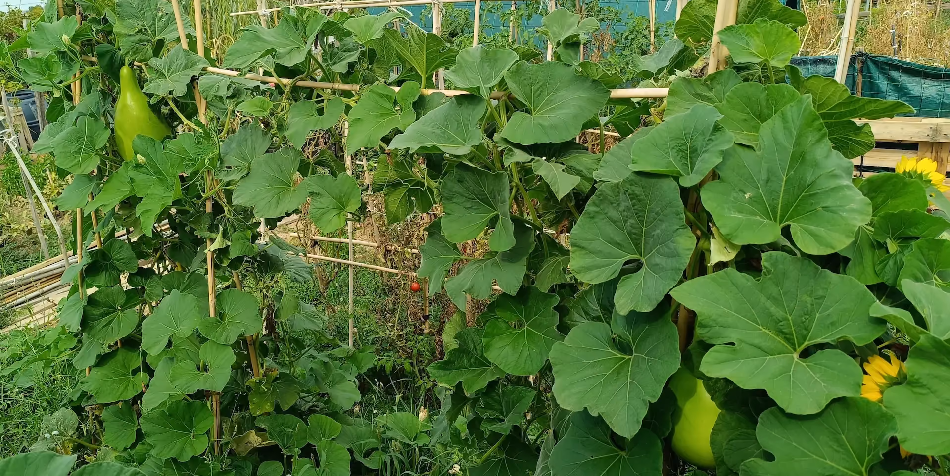 Huerto ecológico de permacultura urbana en Zaragoza, vista de cultivos en el valle del Ebro