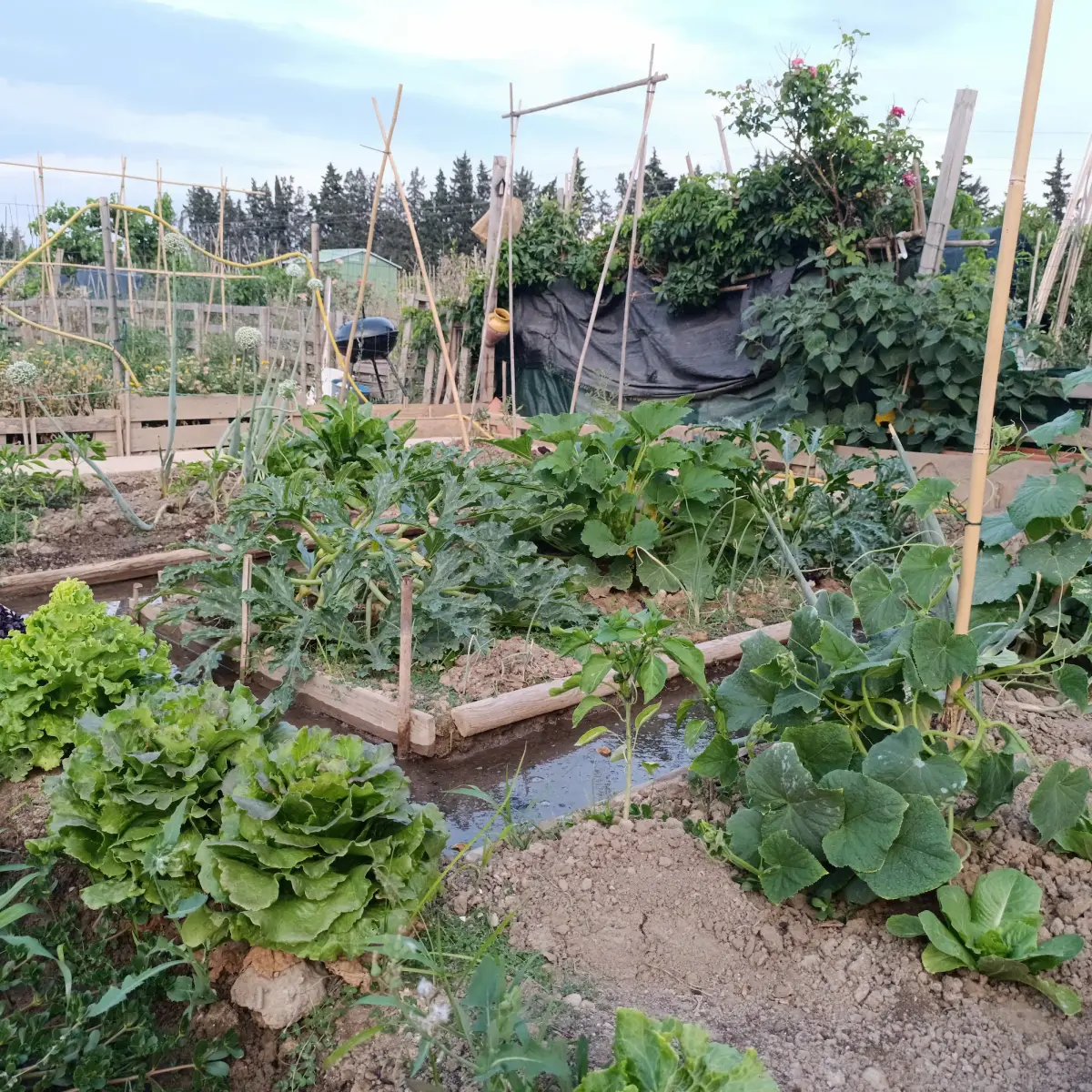 Huerto ecológico en Zaragoza con policultivo de verano, permacultura urbana en el valle del Ebro